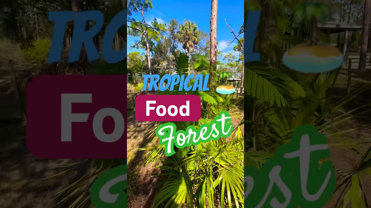 Humming Bird Tree! The Coolest Edible Flower 