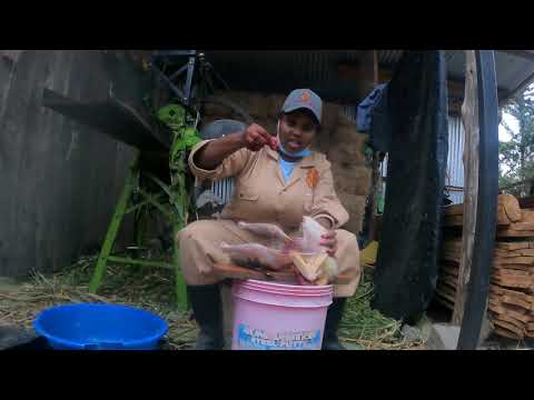 This is How to Slaughter Chicken, Typical village Life with Mama Bear