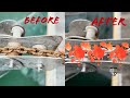 How we fixed our rusty anchor chain Episode 196 (Sailing Catalpa)