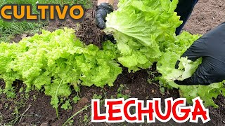 CULTIVAR LECHUGA🥬Paso a Paso,  &amp; Orgánico// How to grow lettuce?