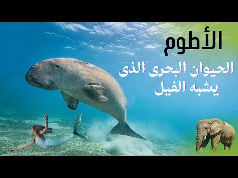 حيوان الأطوم فى مصر وقطر والسعودية فما قصته وعلاقته بعروسة البحر