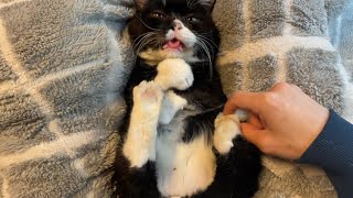 うしろ足をくすぐられて悶絶するもんた