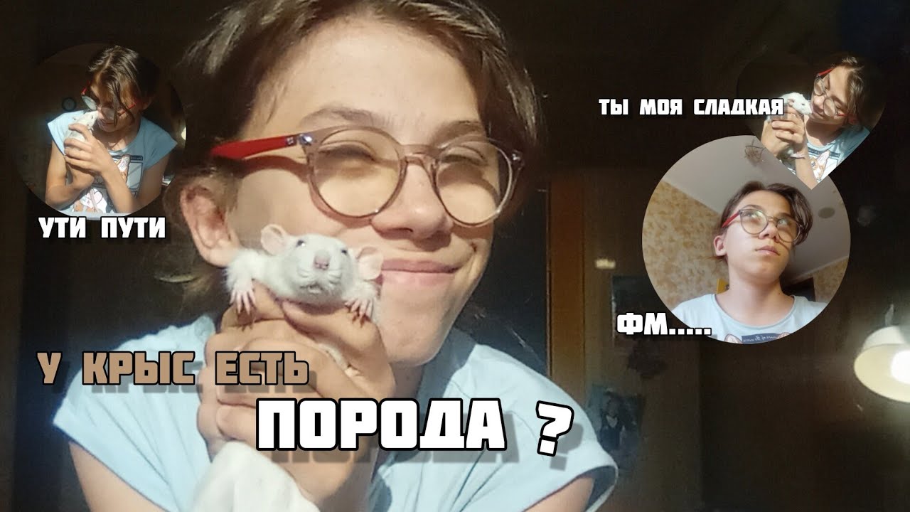 ЕСТЬЛИ У КРЫС ПОРОДА?!👉РАЗБЕРАЕМСЯ ВМЕСТЕ - YouTube