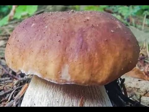 TAKI MAŁY TAKI DUŻY BOROWIKI GRZYBY 2022. TAKI MAŁY TAKI DUŻY BOROWIKI GRZYBY 2022.