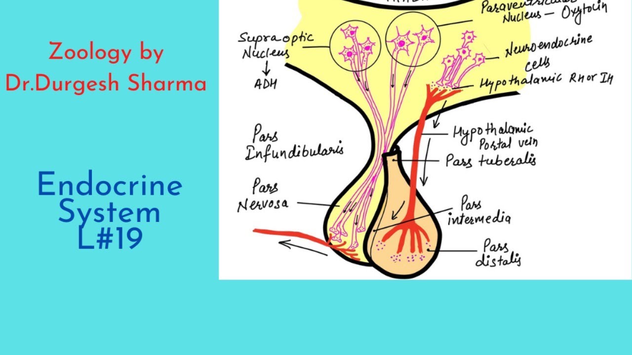 Endocrine System L#19