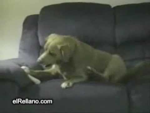 americas-funniest-home-video-of-dog-growling-at-his-leg