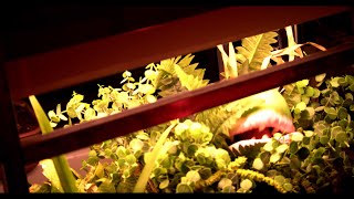 Audrey 2 Arm Puppet Demonstration