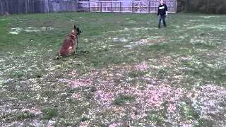 Competition Obedience Training (IPO BH): Pruie