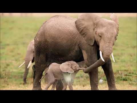 ცხოველები და მათი ნაშიერები