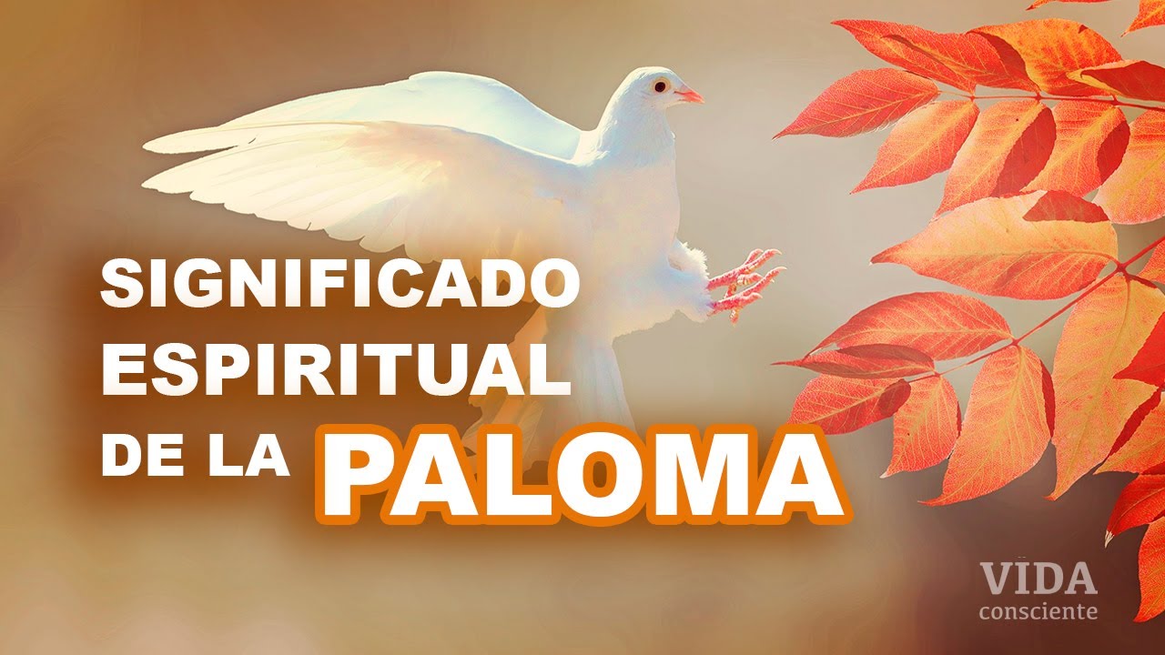 Significado espiritual de LA PALOMA 🕊 Animal de poder o tótem - YouTube
