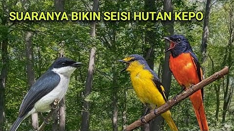 Suara pikat mantenan gunung kombinasi jingjing batu ribut ampuh mendatangkan burung liar.