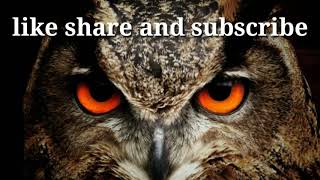 SCREECH OWL SOUND by ORIGINAL NATURE SOUND 355 views 3 years ago 1 minute, 31 seconds