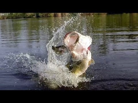 Big Bass Eats a Bluegill. Bass Fishing with the Ultimate Bluegill