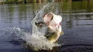 Celebrity Big Bass Eats a Bluegill. Bass Fishing with the Ultimate Bluegill. Net Worth