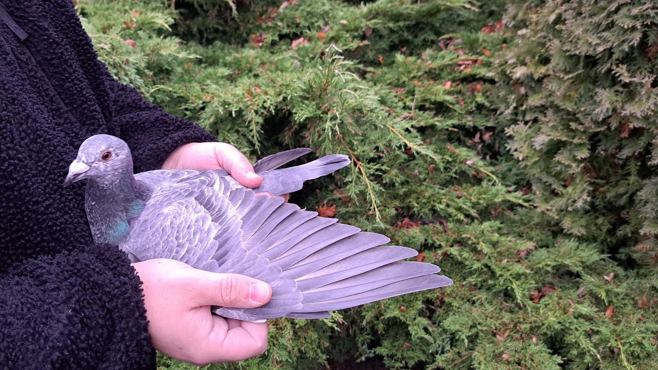 Nowe nabytki A & B Leideman Goed Grijs 7x 1 konk oraz ogłoszenie zwycięzcy konkursu świątecznego 🌲