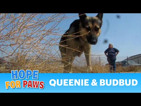 Queenie and Bud-Bud - dogs rescued from the airpor...