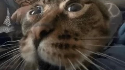 memes I have saved on my camera roll | Part 7 #memes