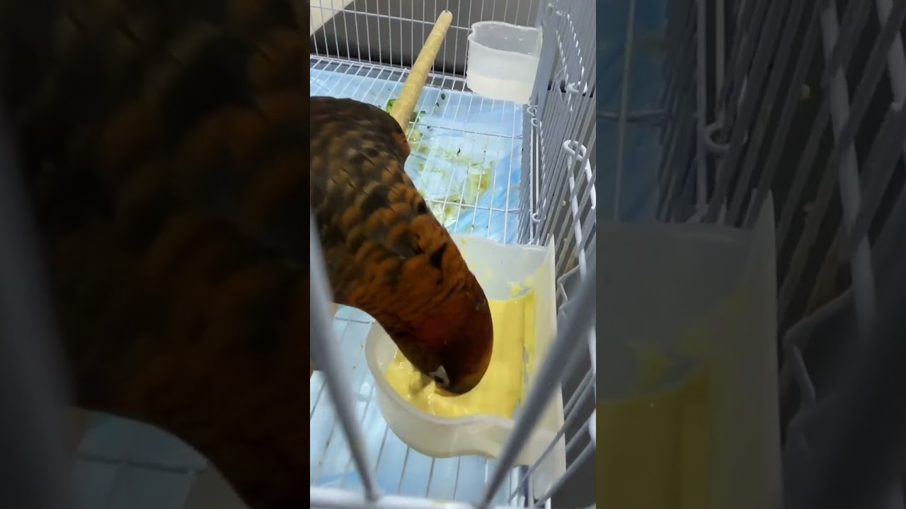 شوف 👀 ببغاء 🦜 لوري نعطيه اكله