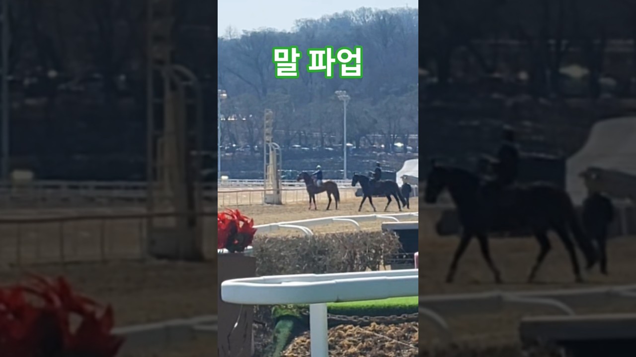 협상결렬^^#경마 #말 #달려라말 #shorts #horse