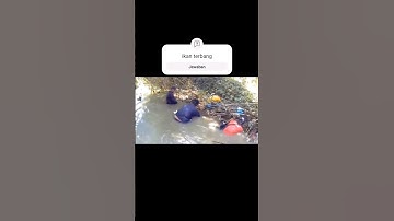 Manusia berang berang menangkap ikan dengan tangan kosong #viral #gogohikan#shorts