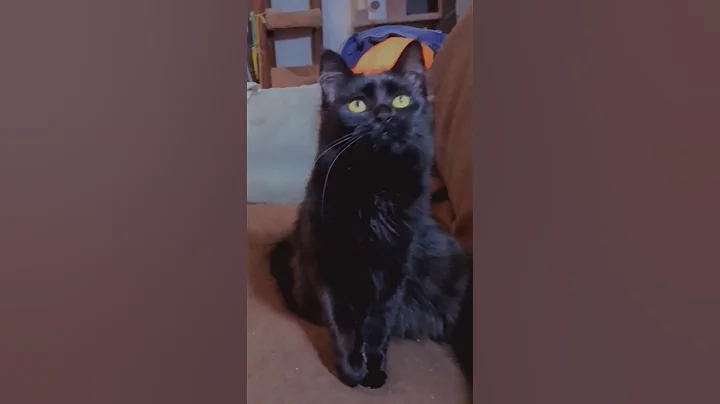 Watch the video about Happy cat #cat #cats #catlover #pets #shorts #foryou #catvideos #cute #happy #trending #funnycats