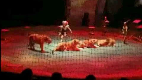 Watch the video about Siberian tigers compared with huge male afriacn lion, lions looks like house cat much shorter