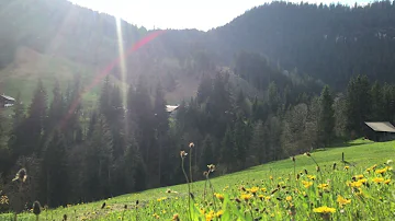 Rain and flowers in Switzerland, 4K video