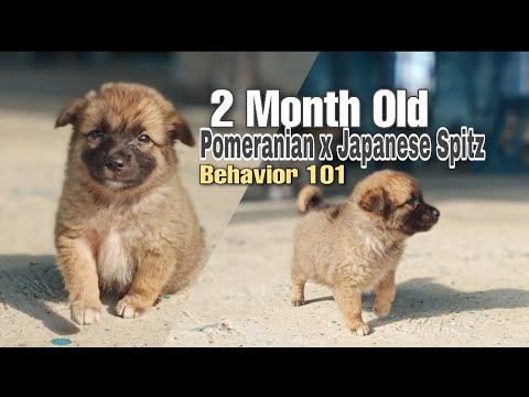 How Cute This Little 2 Month Old Pomspitz Puppy Youtube