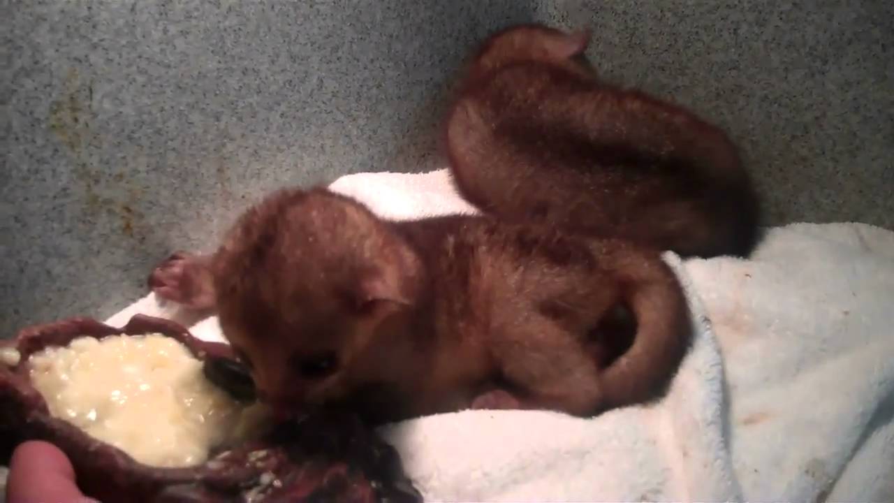 tarantula spider BABY KINKAJOUS NOW AT UNDERGROUND
