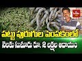 Siddipet Farmer Mulberry Cultivation & Silkworm Rearing Success Story | Natural Farming | hmtv Agri