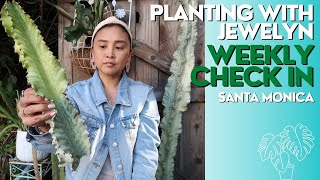 Planting with Jewelyn: Plant talk, drying blooms, new art + Pop up dates  | week 152 | ILOVEJEWELYN