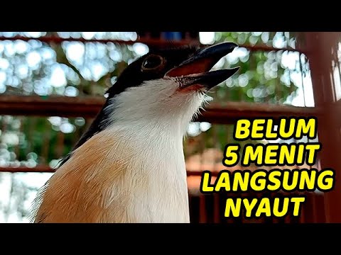 MASTERAN CENDET 1 JAM TANPA IKLAN | MASTERAN CENDET GACOR FULL ISIAN COCOK BUAT MASTERAN PENTET MUDA