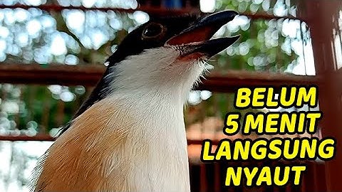 MASTERAN CENDET 1 JAM TANPA IKLAN | MASTERAN CENDET GACOR FULL ISIAN COCOK BUAT MASTERAN PENTET MUDA