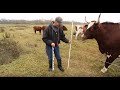 Grazing Cover Crops: Fencing for Cover Crop Grazing