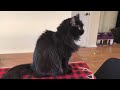 Chantilly cat の動画、YouTube動画。