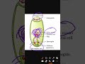 #Embryo sac diagram👆🤔🤔 #Biology #shorts YT
