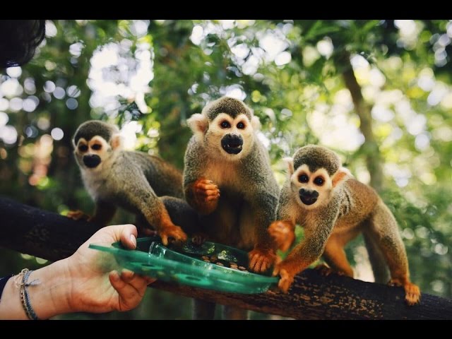 Monkey Jungle in the Dominican Republic