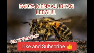 FAKTA UNIK SEPUTAR LEBAH!!! KALIAN HARUS TAHU!!! #faktaunik #faktahewan  #faktamenarik
