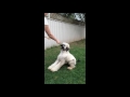 Afghan Hound puppy training