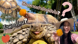 ให้อาหารเต่าซูคาต้ายังไง ซื้อผักที่ไหน ซื้ออะไรบ้าง How i feed my sulcata,where i buy vegetables🥕