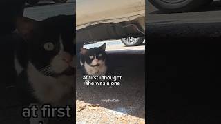 I found a hungry mom-cat and a kitten with a car #shorts
