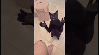 Cat clapping meme original