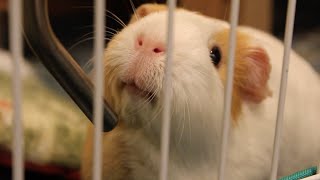 How do guinea pigs drink? | Guinea pig drinking compilation