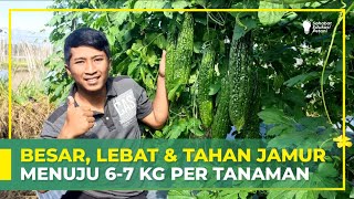 RAHASIA PARE BERBOBOT, LEBAT & TAHAN JAMUR | INI RESEPNYA!!! | BUDIDAYA TANAMAN PARE