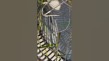 Theo máy cắt nôm cá #shorts