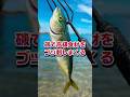 【魚突き】磯で大物を突きまくる!リアル海中映像。#魚突き #素潜り #shorts