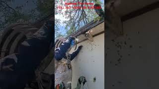 Wading #invasivespecies #killerbee #honeybee #killerbeeguy