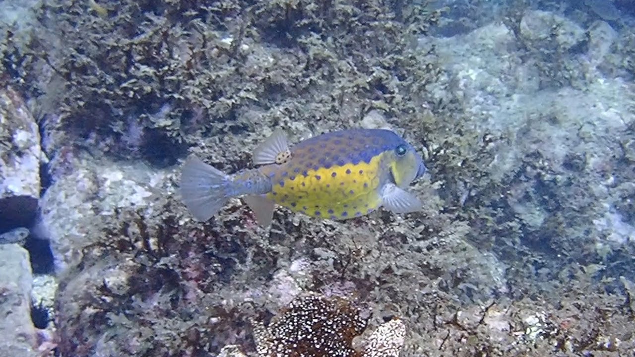 ハコフグ おちょぼ口の人気者 Youtube