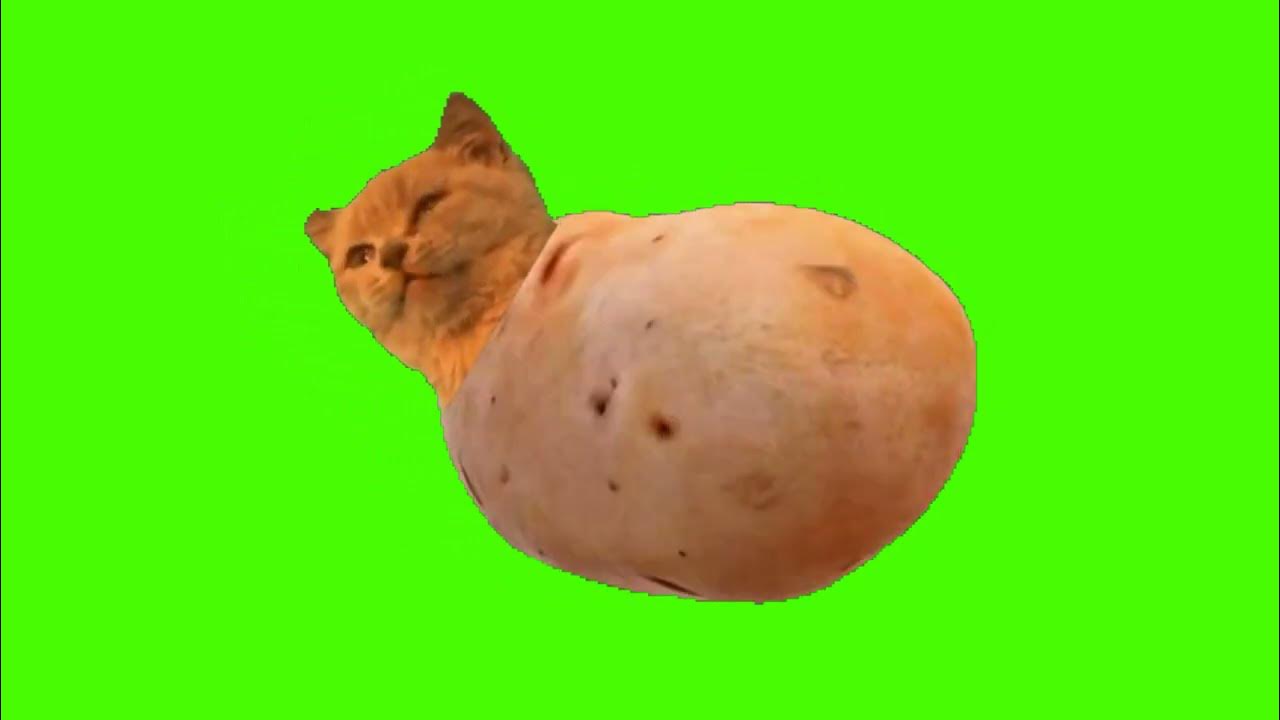 Котам можно картошку. Котокартошка. Кот Potato. Кот картошечка. Кот картошка Мем.