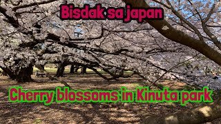 Cherry Blossoms in Kinuta park Tokyo Japan